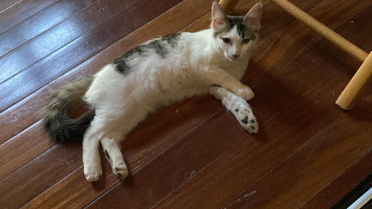 Animaux à adopter Maurice